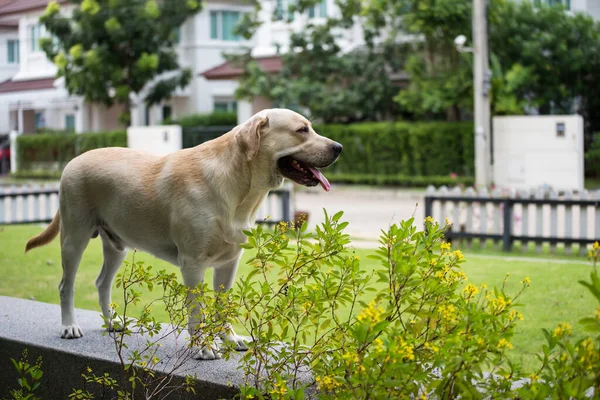 愛らしい若いクリーミーなラブラドールの検索犬は 家の前のフィールドに戻ってくるのを待っています かわいいペットが家にいる 人間の親友 — ストック写真