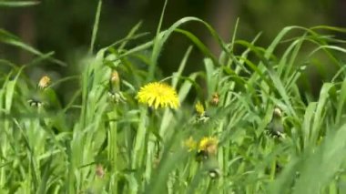 Mavi çiçekler rüzgarda curling 4 k'dan fazla filme. Bahar Hırvatistan.