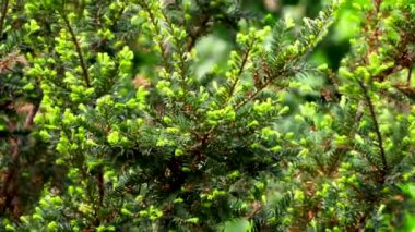 Yeşil dallar üzerinde güçlü Rüzgar curling. Slowmotion görüntüleri. 