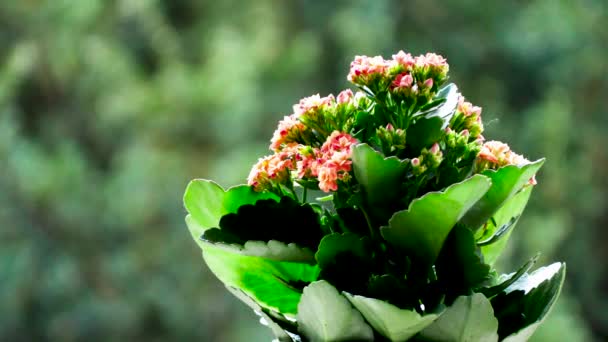 Flores Rojas Verdes Con Verde — Vídeo de stock