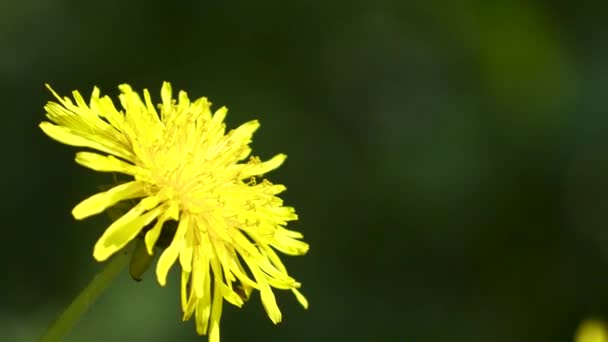 Żółty Kwiat Bliska Nakręcony Chorwacji — Wideo stockowe