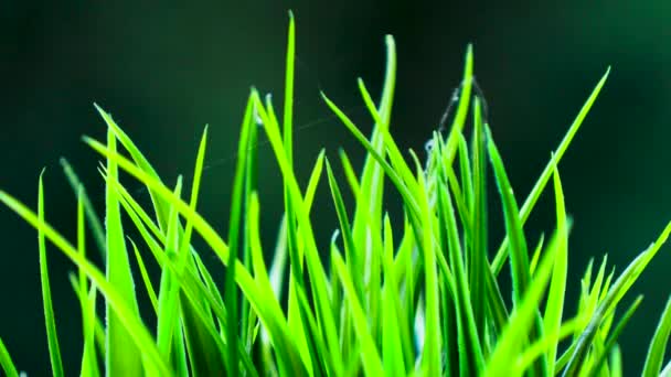 Folhas Verdes Fecham Filmado Croácia Com Canon Xf405 — Vídeo de Stock
