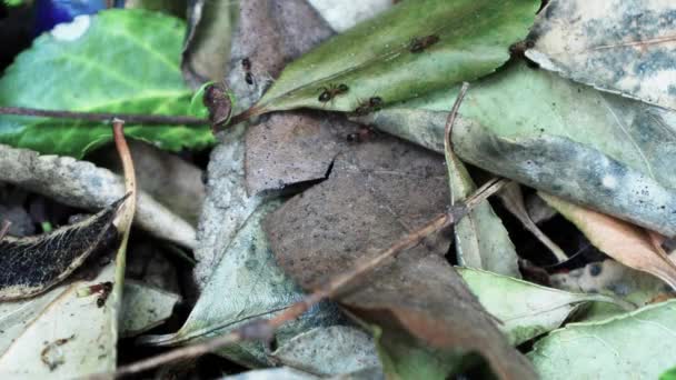 Μυρμήγκια Που Τρέχουν Στο Έδαφος Την Άνοιξη Γυρίστηκε Κοντά Επάνω — Αρχείο Βίντεο
