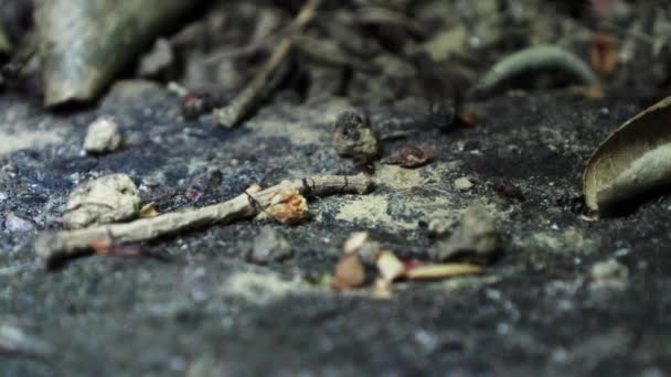 Μυρμήγκια Που Τρέχουν Στο Έδαφος Την Άνοιξη Γυρίστηκε Κοντά Επάνω — Αρχείο Βίντεο