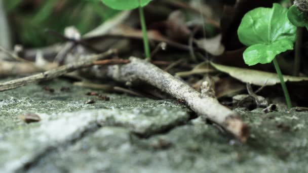 Hormigas Corriendo Por Suelo Primavera Filmado Cerca 50P — Vídeos de Stock