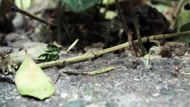 Ameisen Die Frühjahr Auf Dem Boden Laufen Nahaufnahme 50P Gefilmt — Stockvideo