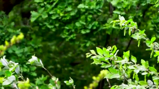 Branches vertes curling sur le vent fort. Images de ralenti . 