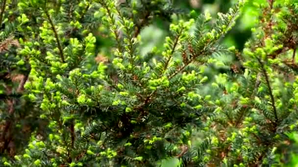 绿色的树枝在强风中卷曲 Slowmotion — 图库视频影像