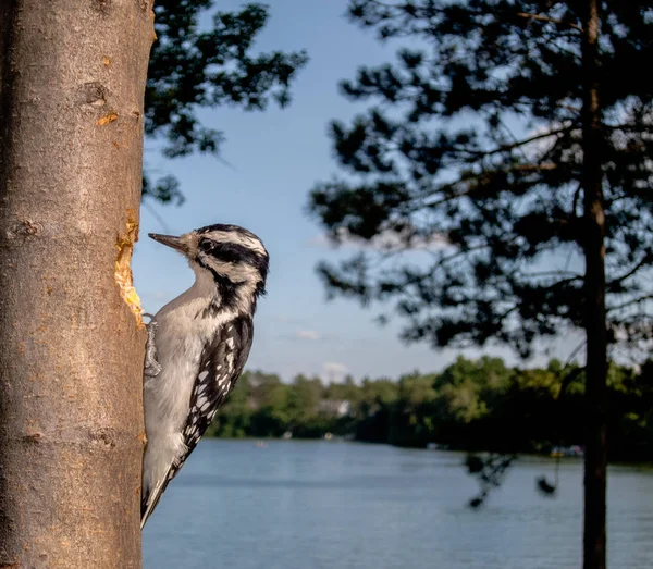 Szőrös Hőcsik Pecks Lyuk Fatönkön Dió Háttérben Folyó Stock Kép