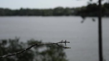 Ruby - boğazlı sinek kuşu erkek lakeside levrek için kısa bir dinlenme sonra sinekleri uzak topraklarda.