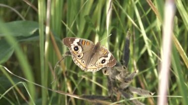 Ortak buckeye kelebek kanatlarını güneş Bozkırdaki ısıtır.