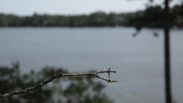 Rubi Garganta Beija Flor Terras Femininas Brevemente Poleiro Beira Lago — Vídeo de Stock