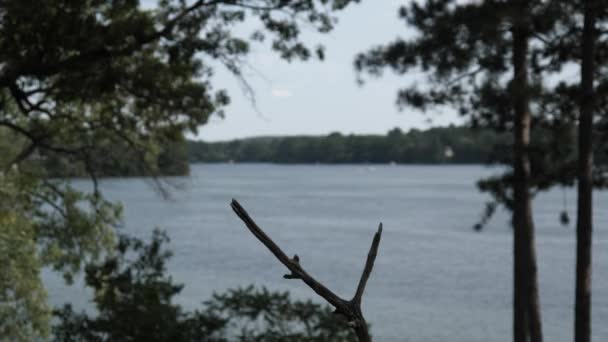 Іволги Входити Виходити Lakeside Окунь Навесні — стокове відео