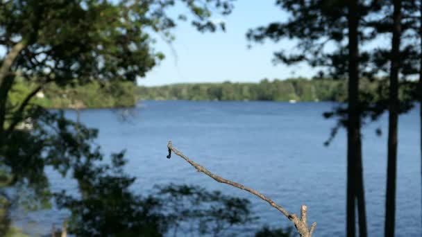Oriole Femelle Atterrit Perche Lac Pour Nettoyer Son Bec Vigoureusement — Video