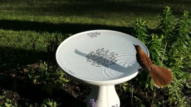 Gün batımında Kuş Banyosu su soğuk bir içecek için Brown thrasher (Toxostoma rufum) topraklar.