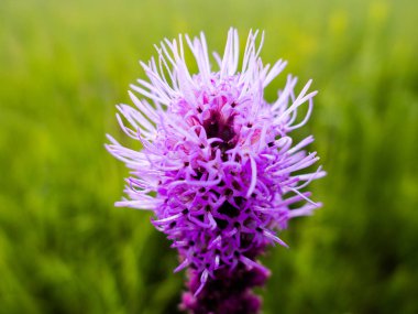 Çayır yanan yıldızı mor güzelliği bozkırda gösterilen.