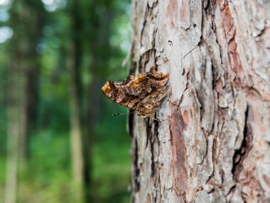 Bir çam ağacına tünemiş iken dereceyi yan gösterilen Doğu virgülle kelebek.