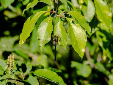 Bir yaprak devlet parkta tünemiş racket kuyruklu yusufçuk.