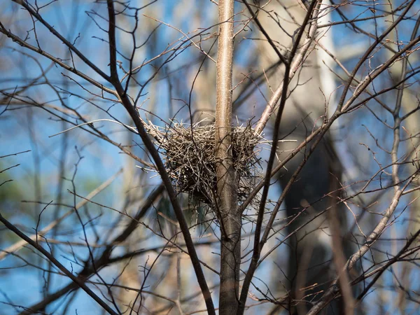 Empty nest during the fall in the trees at the state park.