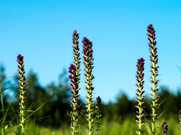 Prairie blazing-star showing its purple beauty on the prairie.