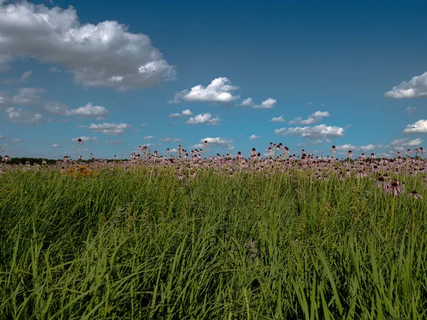 Landscape Prairie Flowers Sunny Day — Stock Photo, Image