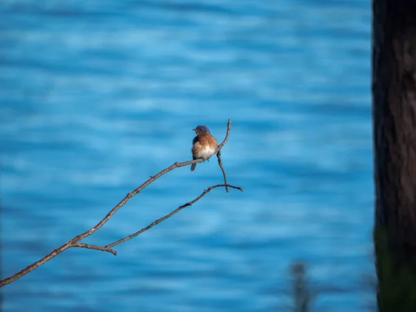 Eastern bluebird (Sialia sialis) male perched on a branch with the river in the background.