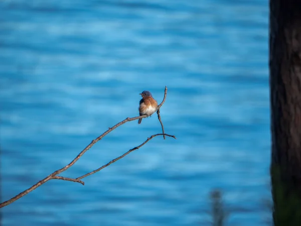 Oriental Bluebird Sialia Sialis Macho Empoleirado Ramo Com Rio Fundo — Fotografia de Stock