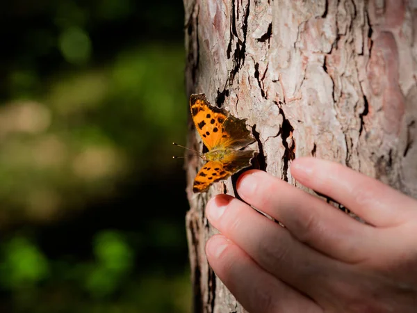 Doğu virgülle kelebek bir çam ağacına tünemiş bir birinin elini yaklaşıyor.