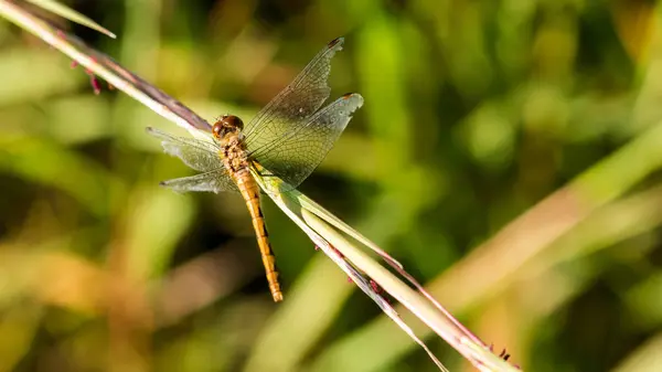 Yakut meadowhawk yusufçuğun kanatlarını ısınma bir çayır çim üzerinde tünemiş.