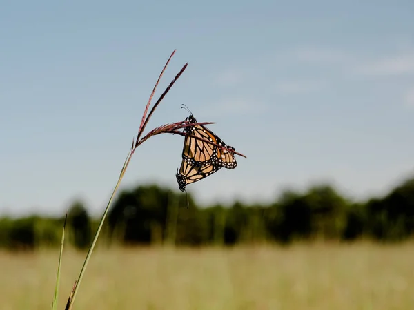 Monarch Butterflies Paring Een Hoog Prairie Gras — Stockfoto
