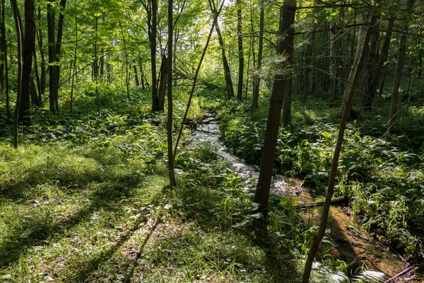 Küçük bir gizli dere derin ormanın içinden çalışır.