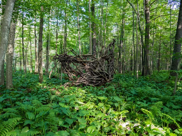Uzun süredir ölü kökleri bir devrilmiş ağaç derin ormanda ortaya çıkarır.