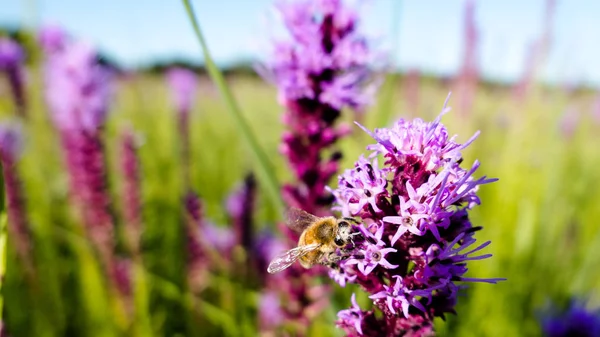 Western honey bee (Apis mellifera) lands on a prairie blazing star for nectar.