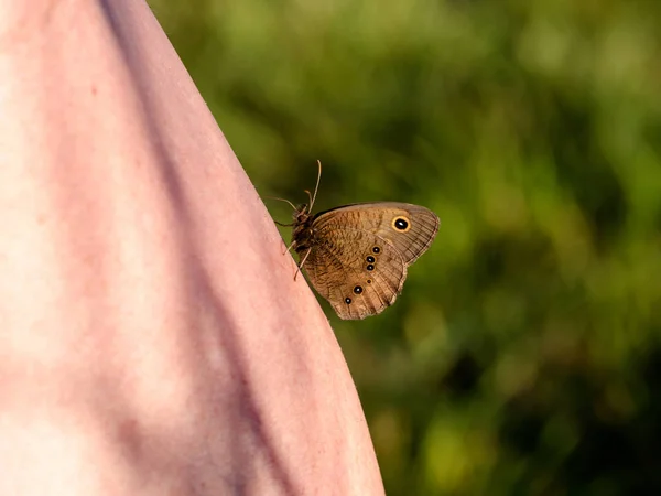 Wood-nymph butterfly clings to a person\'s arm while probing for minerals with its proboscis.