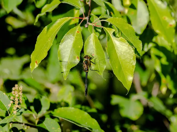 Bir yaprak devlet parkta tünemiş racket kuyruklu yusufçuk.
