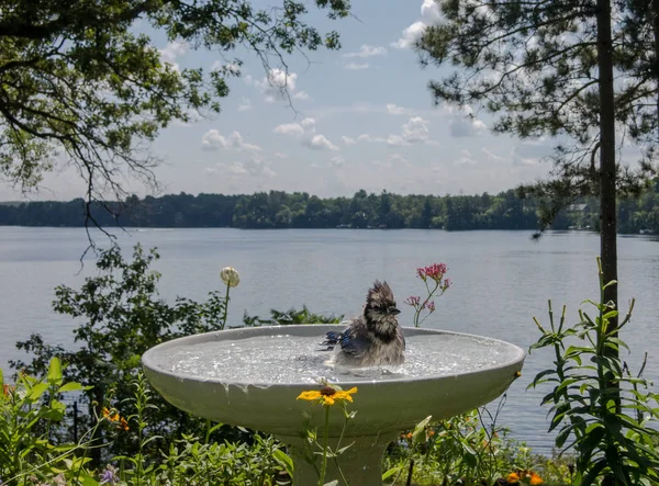 Blue Jay Stänk Rengöring Själv Vid Sjön Ett Fågelbad — Stockfoto