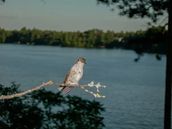 Göl kenarında bir dinlenme için küçük dal kadın ruby - boğazlı sinek kuşu tünemiş.