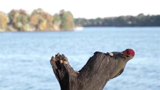 红腹啄木鸟把坚果夹在树桩里吃 — 图库视频影像
