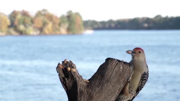 Pájaro Carpintero Agarra Una Nuez Por Lago Luego Vuela — Vídeos de Stock