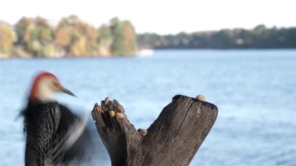 Pájaro Carpintero Llega Para Conseguir Unos Cacahuetes Junto Lago — Vídeo de stock