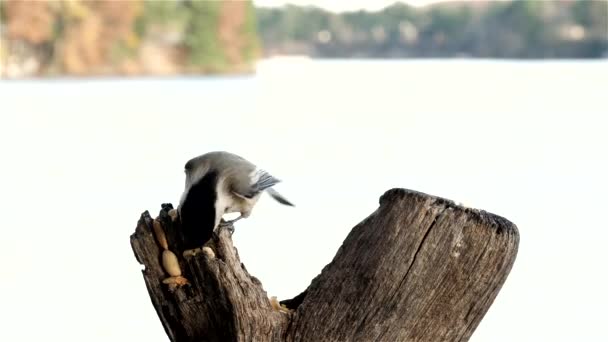 Uccellino Atterra Con Lago Sullo Sfondo Ottenere Una Noce — Video Stock