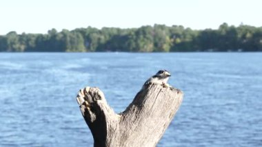 Downy ağaçkakan bir fıstık kapar ve uçar gider..