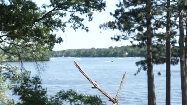 Flycatcher Bird Lands Perch Lake Background — 비디오