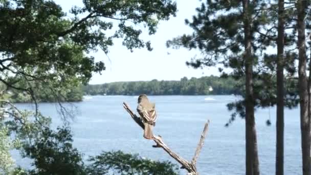 Schöner Vogel Landet Auf Einem Ast See Und Fliegt Davon — Stockvideo