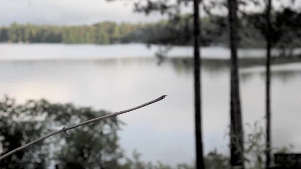 Humming Fågel Kommer För Landning Och Vila Gren — Stockvideo