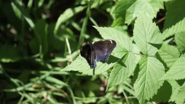 Πεταλούδα Σκισμένα Φτερά Πετάει Μακριά — Αρχείο Βίντεο