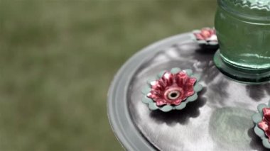 Bir sinekkuşunun içecek alırken makro görüntüsü..