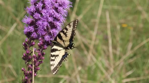 Yellow swallowtail butterfly flits and flutters from flower to flower on the prairie.