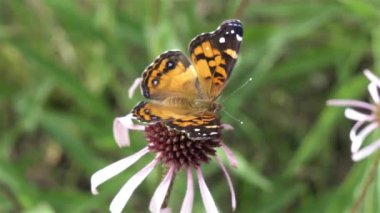 Çiçekten nektar toplayan güzel kelebek.