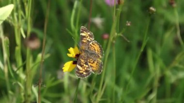 Küçük kelebek nektarı alır, uçar gider..
